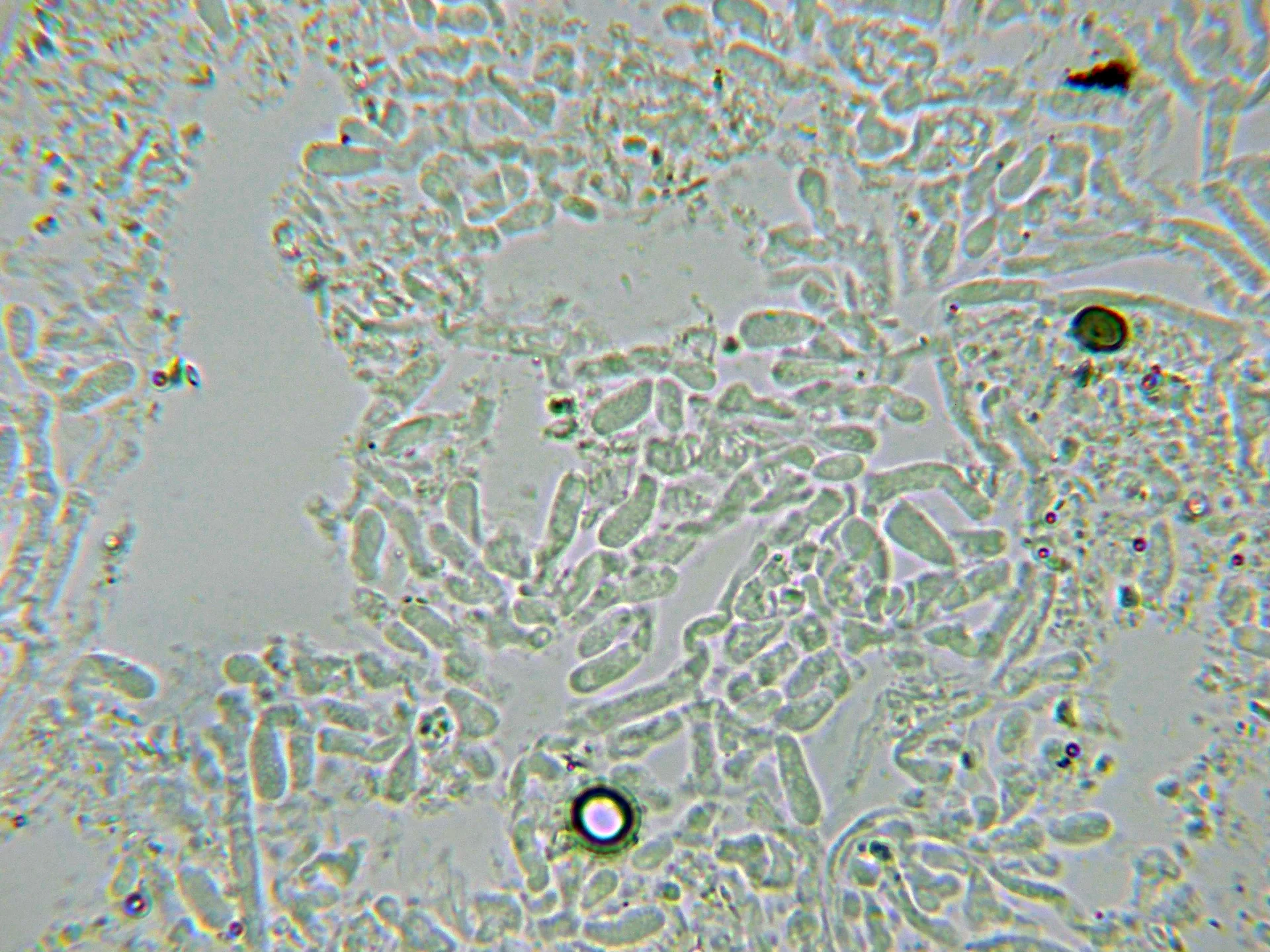 10 - Himenio KOH-004